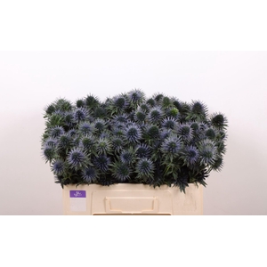 ERYNG SCORPIUS QUESTAR