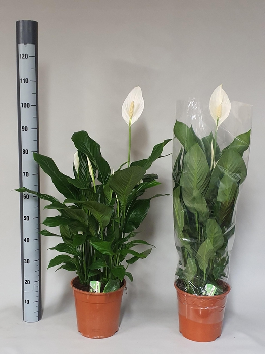 Spathiphyllum Sweet Silvana 24Ø 100cm 5fl