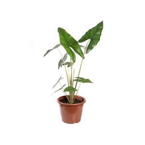 ALOCASIA PRINCEPS P24