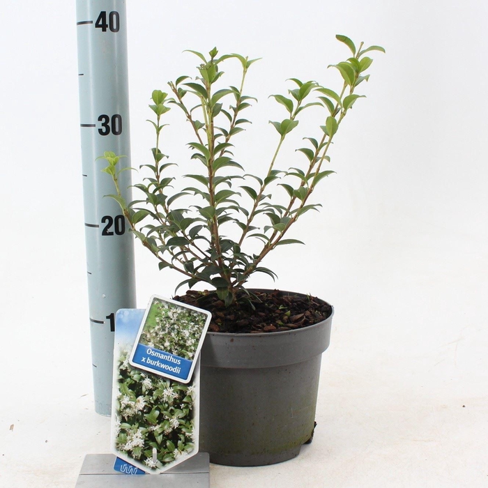 Osmanthus burkwoodii