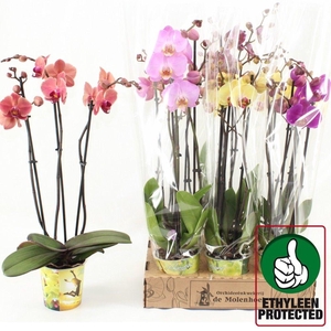 PHAL GEM 4 KL