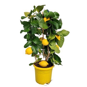 Citrus Lemon Lunario Grafted Trellis
