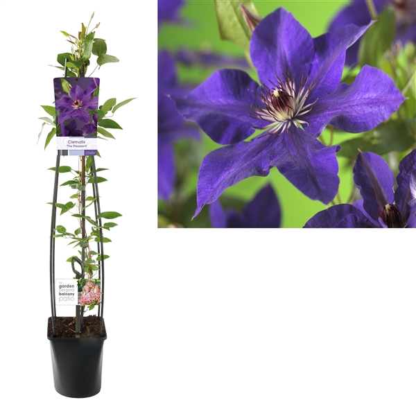 <h4>Clematis 'The President' +light label</h4>