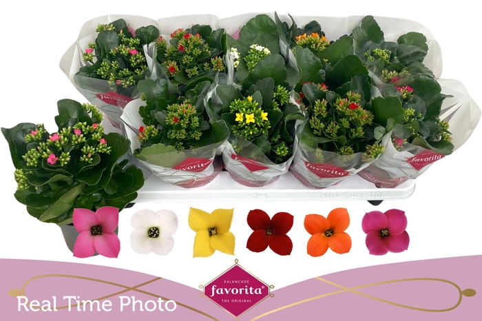 <h4>KAL EN GEM 6 KL</h4>