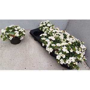 Calib Ca White Impr