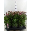 Echinacea purp. 'Mooodz Courage'