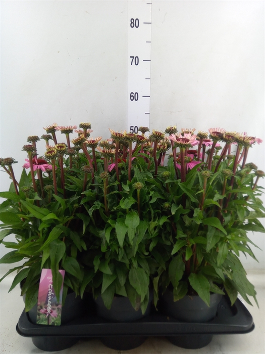 Echinacea purp. 'Mooodz Courage'