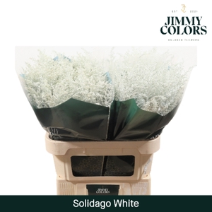 Solidago L80 Klbh. Wit