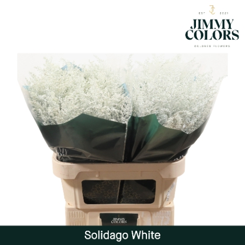 <h4>Solidago L80 Klbh. Wit</h4>