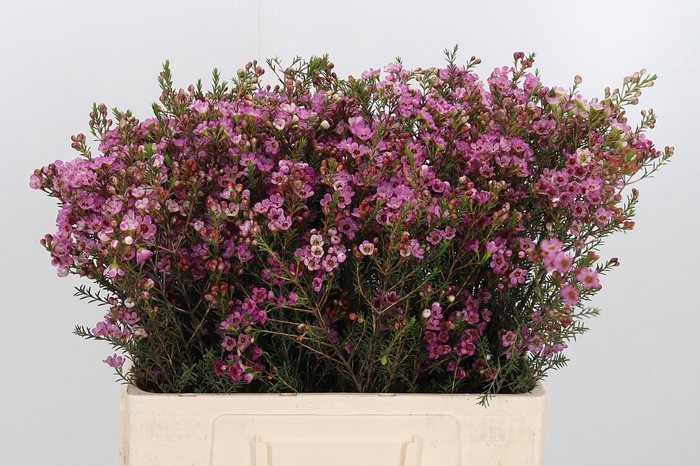 <h4>Chame Painted Lad</h4>