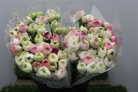 <h4>Ranunculus Eleg Capp Pink</h4>