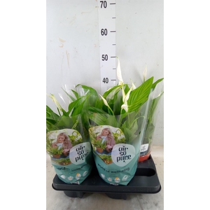 Spathiphyllum  'Pearl Cupido'