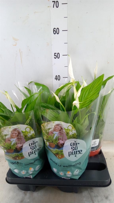 <h4>Spathiphyllum 'Pearl Cupido'</h4>