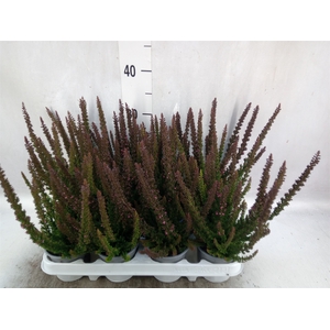 Calluna vulg. 'Skyline Stockholm'