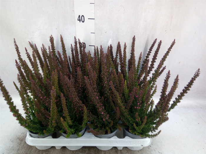 Calluna vulg. 'Skyline Stockholm'