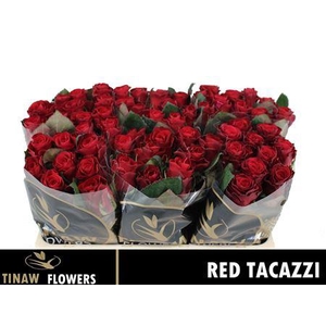 R Gr Red Tacazzi+
