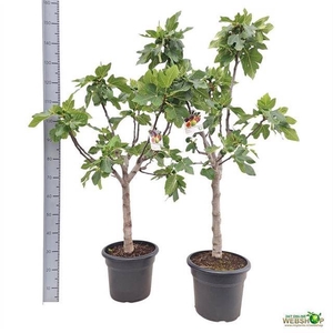 FICUS CARICA