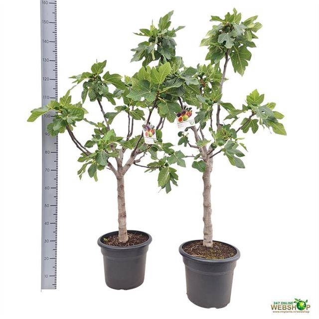 <h4>FICUS CARICA</h4>