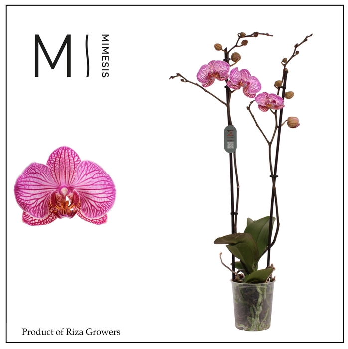 <h4>Mimesis Phal. Flirtation - 2 spike 12cm</h4>