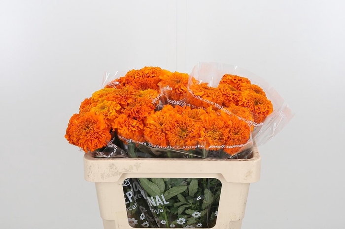<h4>Tagetes Er Pavo</h4>