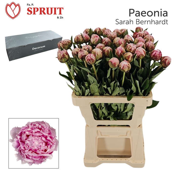 <h4>PAEO L SARA BERNHARD big box 80</h4>