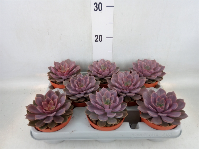 <h4>Echeveria   ...</h4>