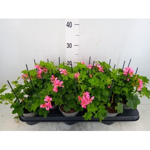 Pelargonium pelt. 'Balkon Roze'