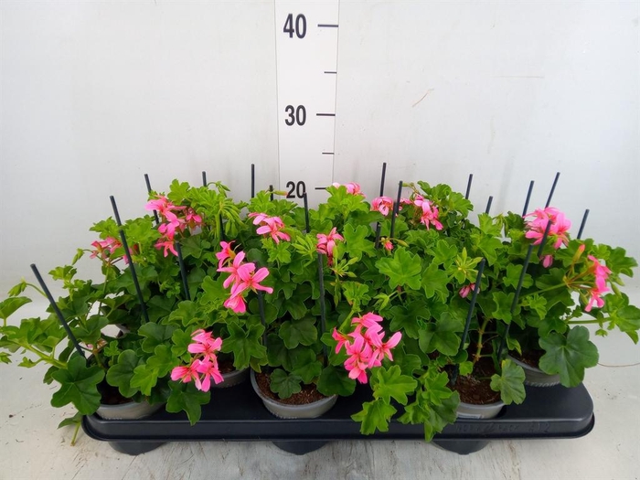 <h4>Pelargonium pelt. 'Balkon Roze'</h4>