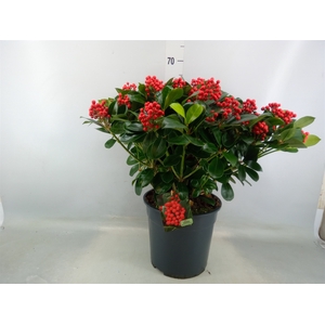 Skimmia jap. 'Veitchii'