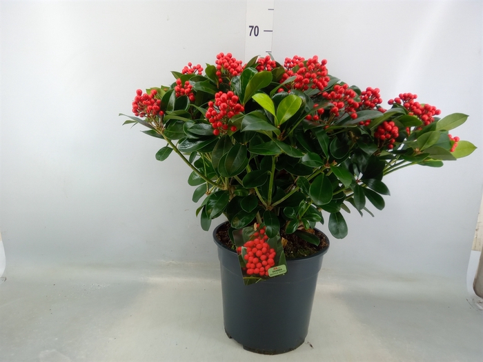 <h4>Skimmia jap. 'Veitchii'</h4>