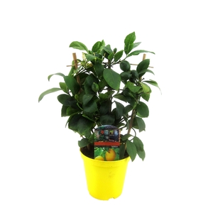 Citrus lemon