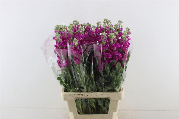 <h4>Matth Iron Red</h4>