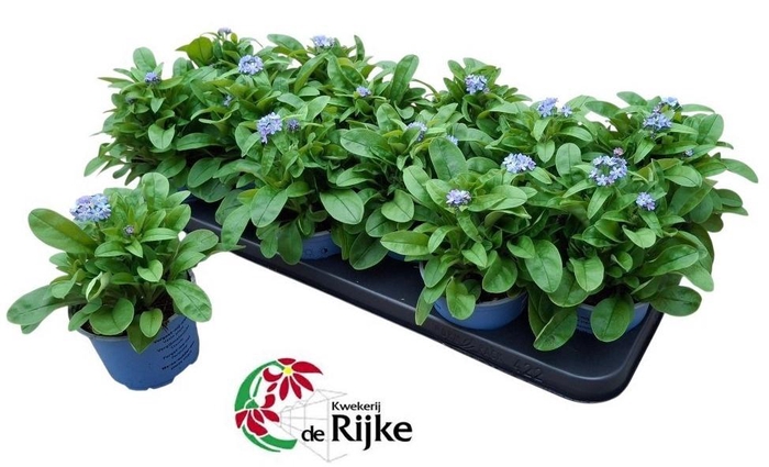 <h4>MYOS SY MON AMIE</h4>