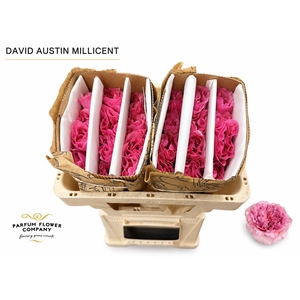 Rosa David Austin Millicent
