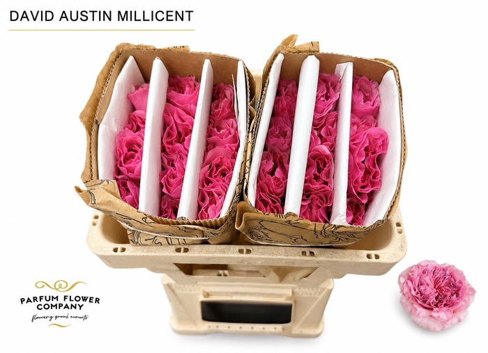 Rosa David Austin Millicent