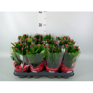 Schlumbergera ...