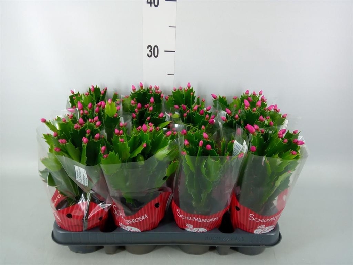 <h4>Schlumbergera   ...</h4>