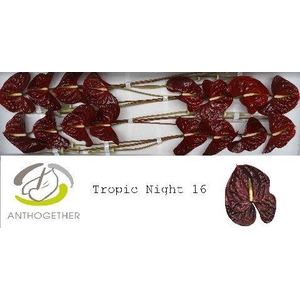 Anthurium Tropic Night