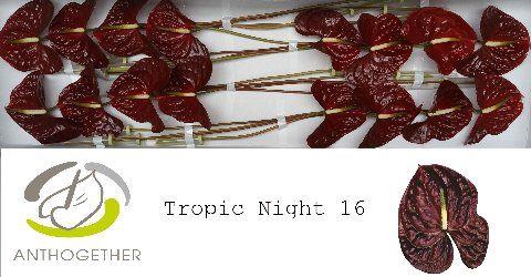 <h4>Anth A Tropic Night 11 cm X16 Hubers</h4>