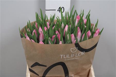 <h4>Tu En Bolroyal Pink</h4>
