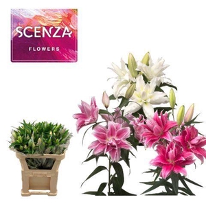 LI OR OVERIG DUBBEL 2+ pink