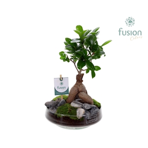 Green Bottle Iris Medium met Ficus Ginseng