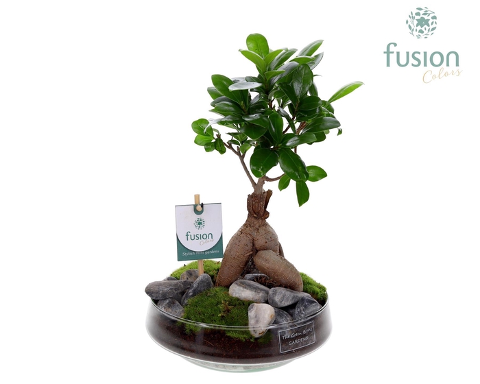 <h4>Green Bottle Iris Medium met Ficus Ginseng</h4>