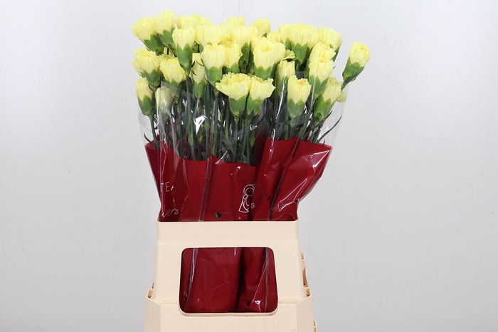 <h4>Di St Hermes Yellow</h4>