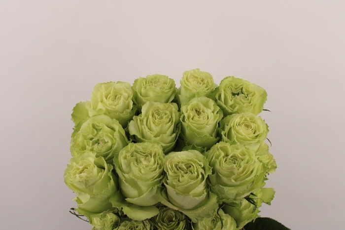 <h4>R Gr Lemonade</h4>