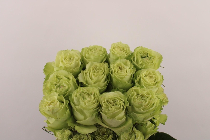 <h4>R Gr Lemonade</h4>