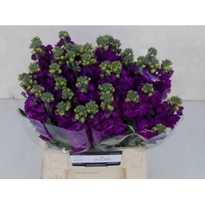 MATTH IRON ROSE