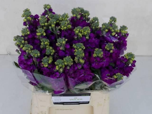 <h4>MATTH IRON ROSE</h4>