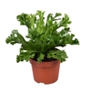 Asplenium antiquum Leslie