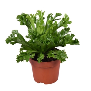 Asplenium antiquum Leslie